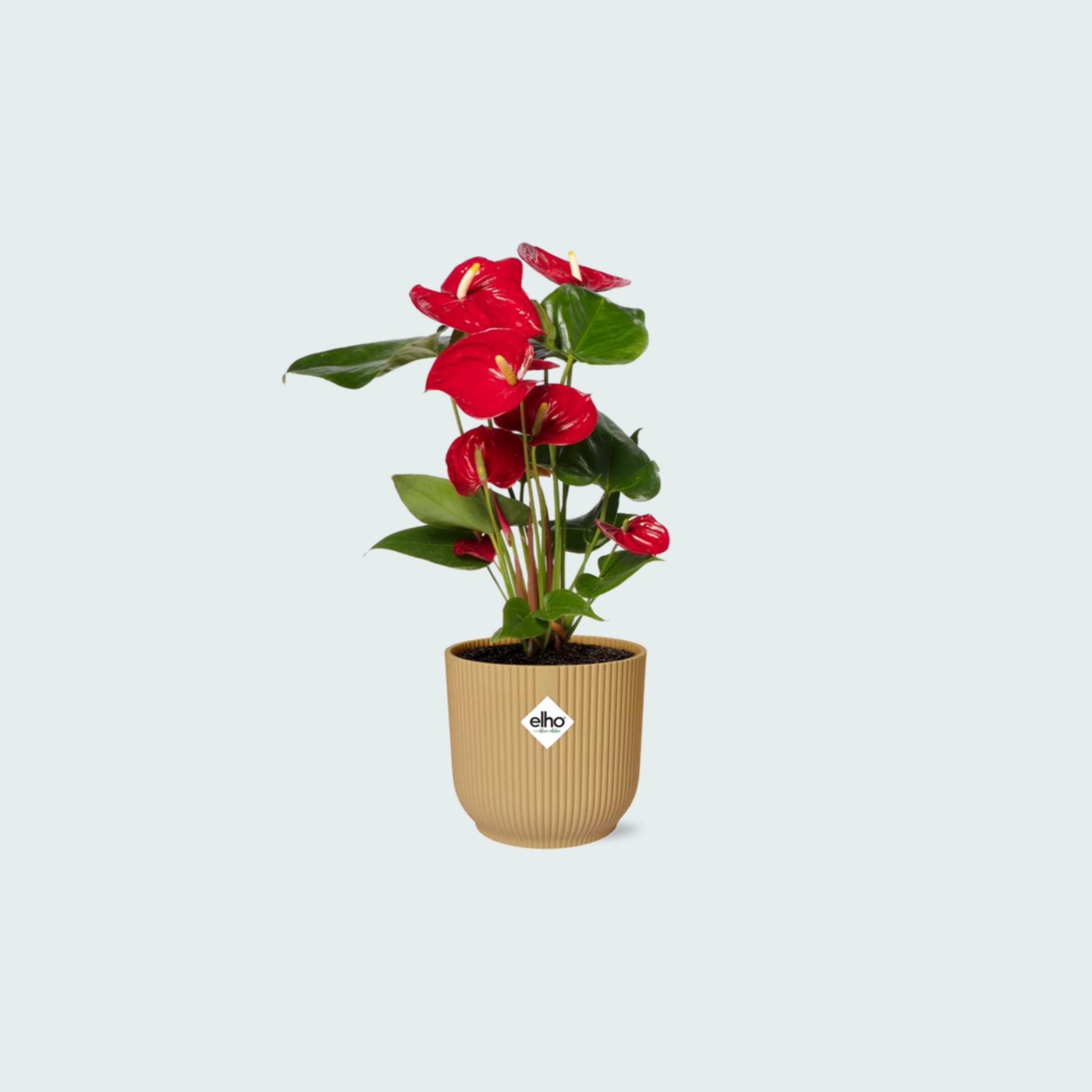 (Combi deal) Anthurium Red inclusief ELHO Vibes Fold - 30/40cm 