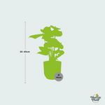 (Combi deal) Anthurium Red inclusief ELHO Vibes Fold - 30/40cm 