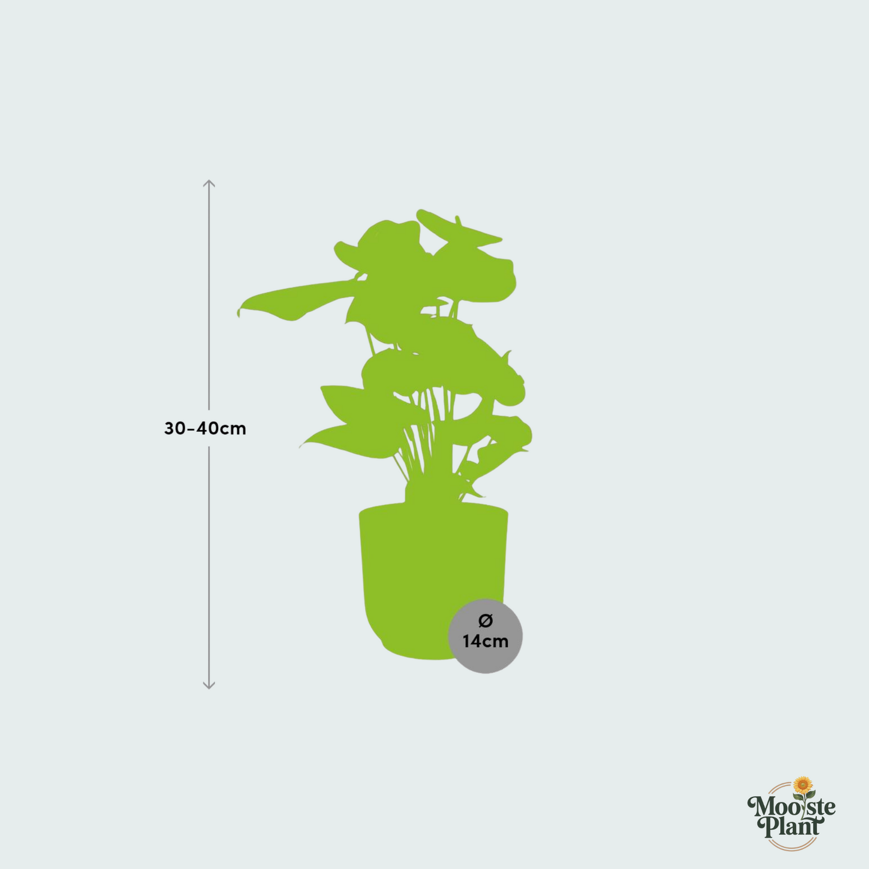 (Combi deal) Anthurium Red inclusief ELHO Vibes Fold - 30/40cm 