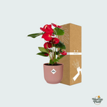 (Combi deal) Anthurium Red inclusief ELHO Vibes Fold - 30/40cm 