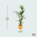 Kentia palm kopen