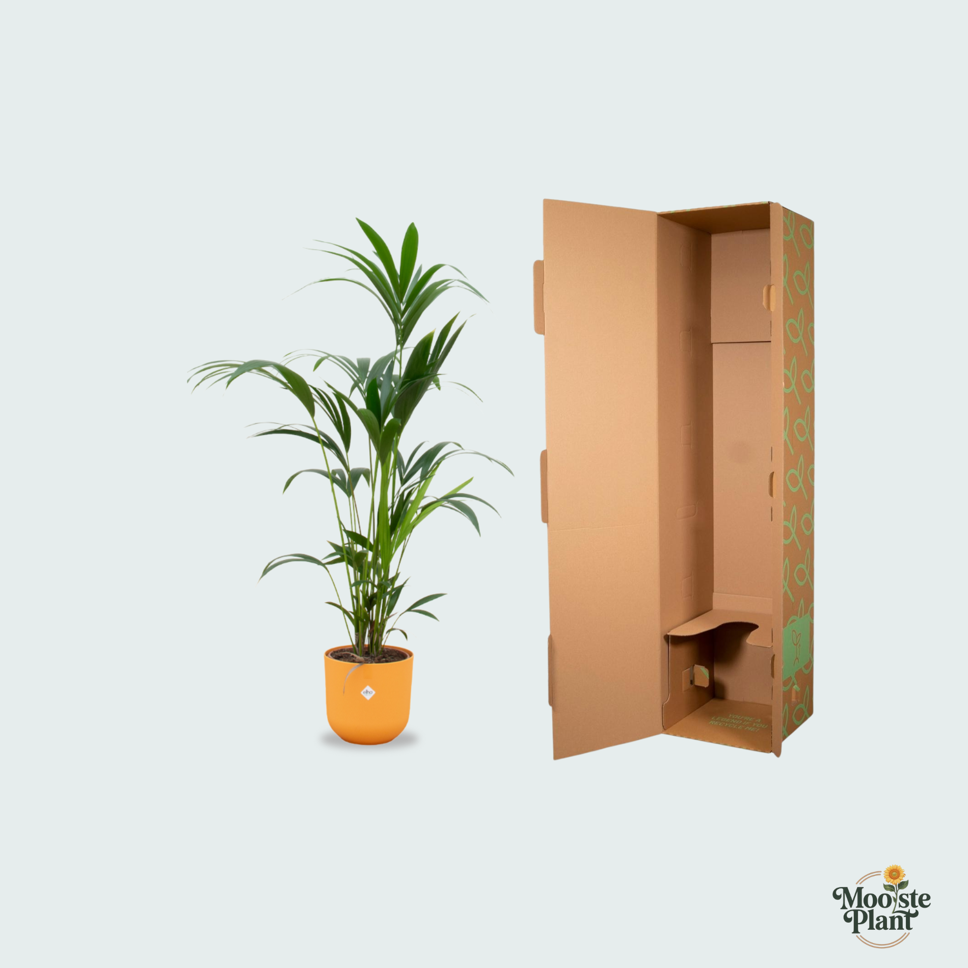 Kentia palm kopen