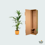 Kentia palm kopen