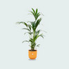 Strelitzia Nicolai