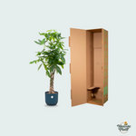 Pachira Aquatica kopen