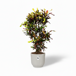 Croton Codiaeum Mammi