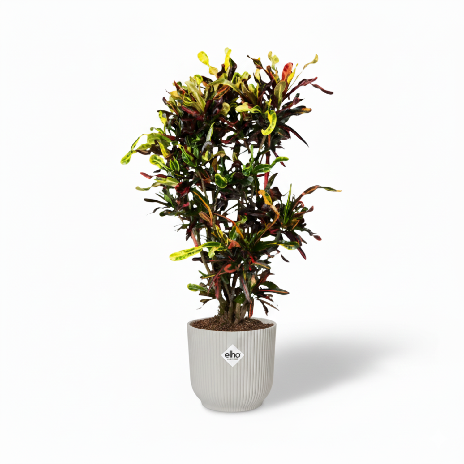 Croton Codiaeum Mammi