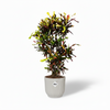Strelitzia Nicolai