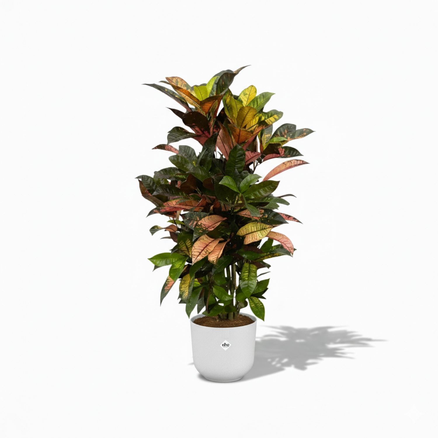 Croton Codiaeum Iceton
