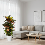 Croton Codiaeum Iceton