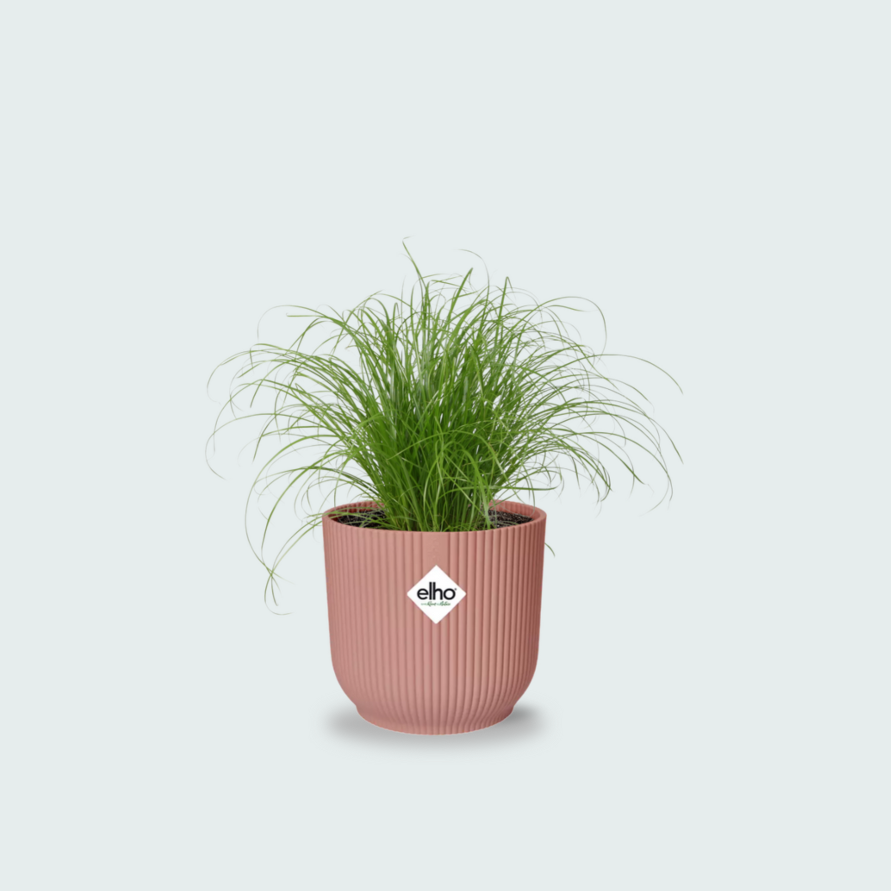 cyperus alternifolius kopen