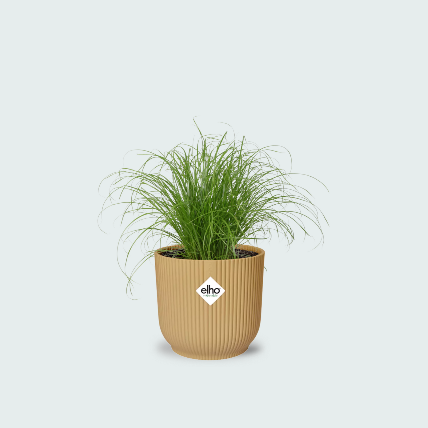 cyperus alternifolius kopen