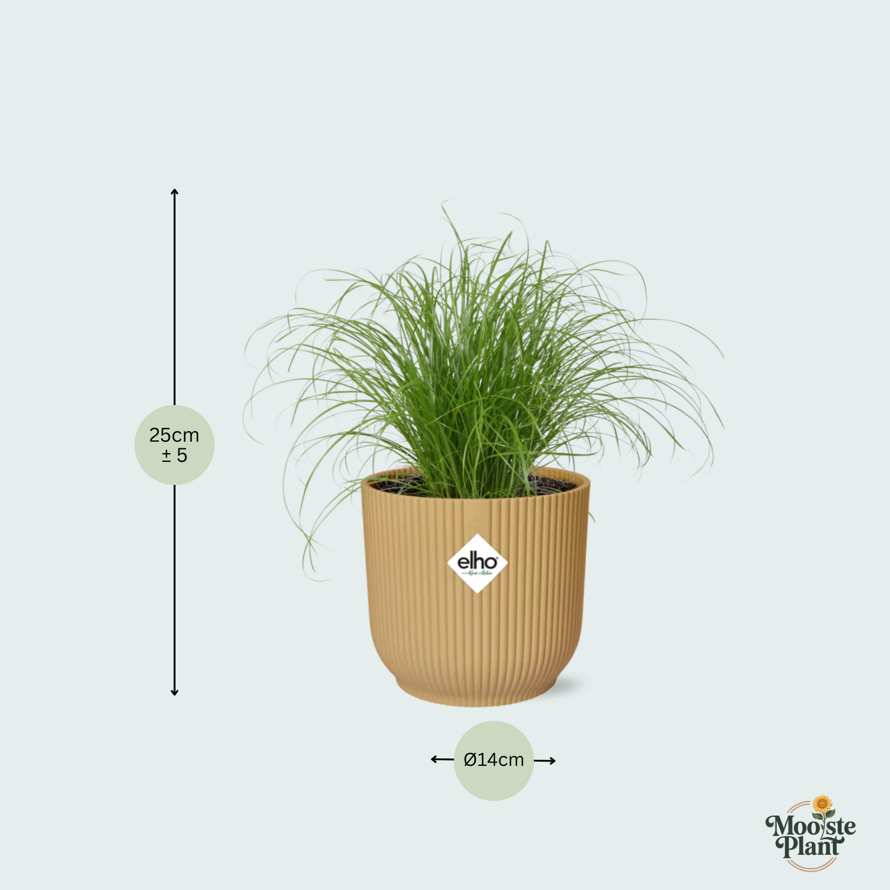 cyperus alternifolius kopen