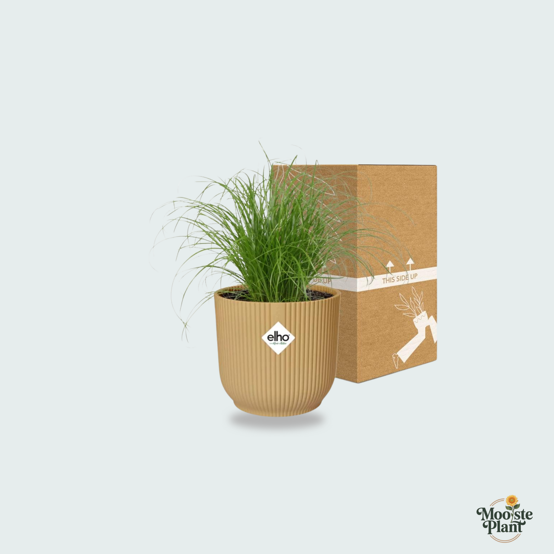 cyperus alternifolius kopen