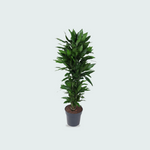  Dracaena Janet Lind kopen