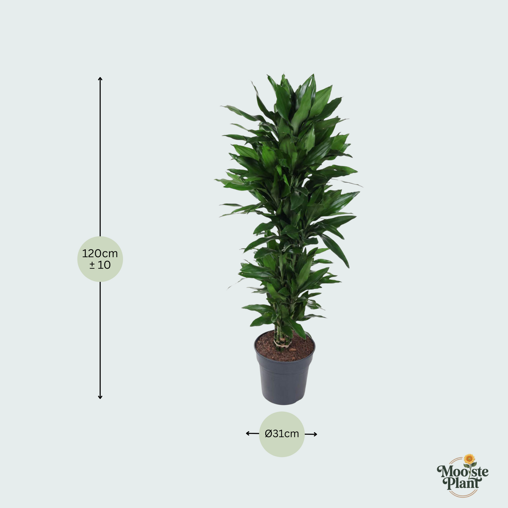  Dracaena Janet Lind kopen