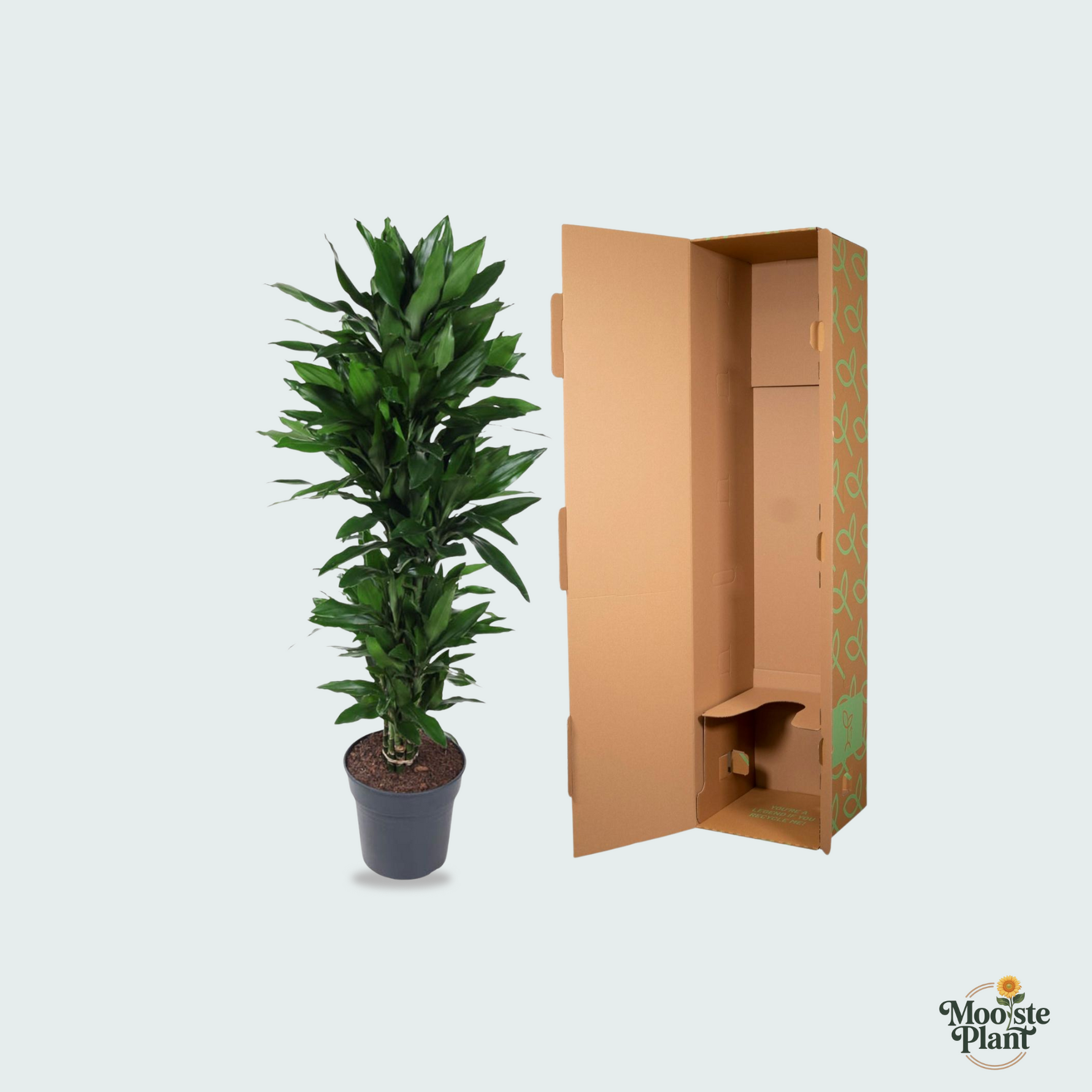  Dracaena Janet Lind kopen
