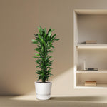 Dracaena Janet Lind kopen