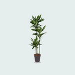 Dracaena Janet Lind kopen