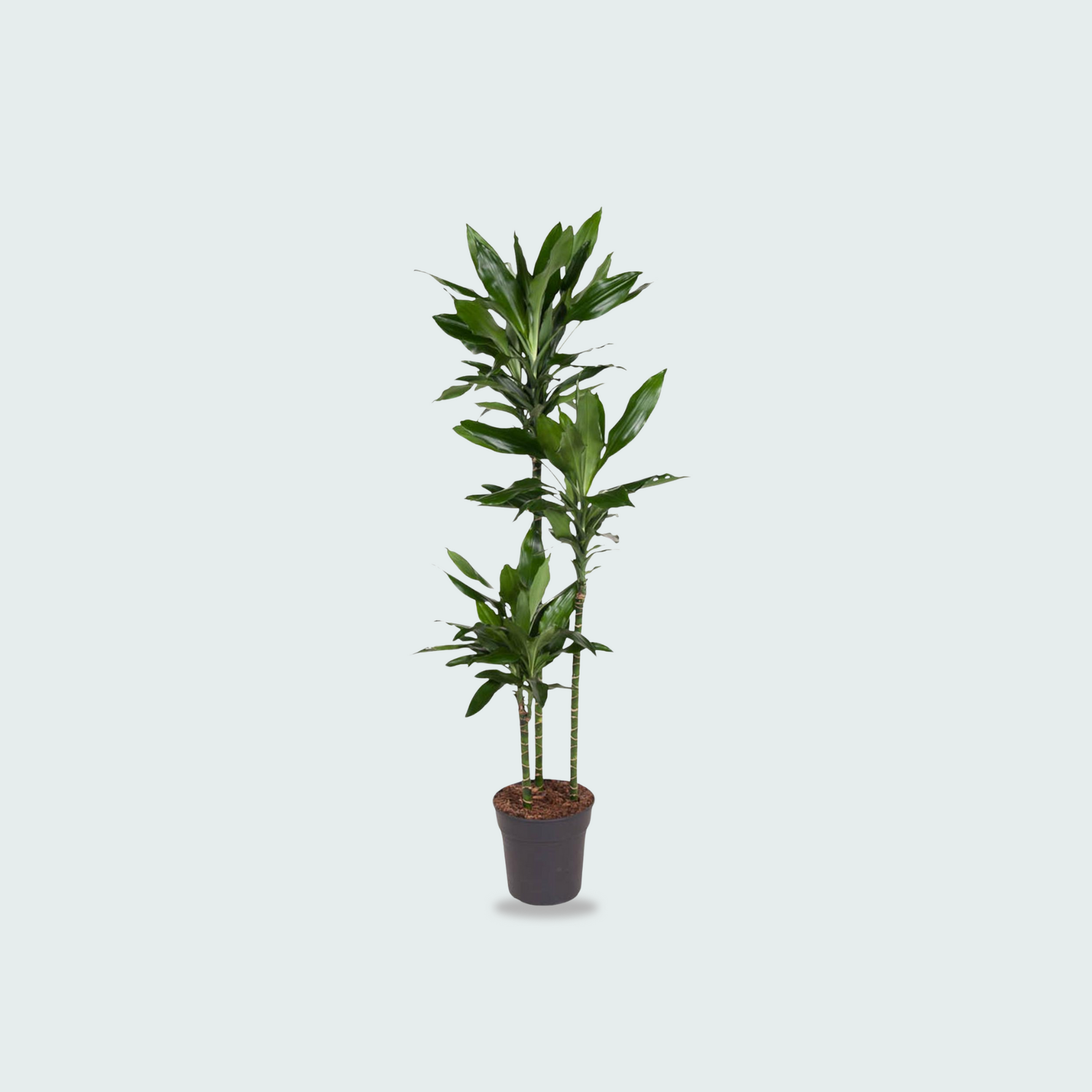 Dracaena Janet Lind kopen