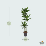 Dracaena Janet Lind kopen
