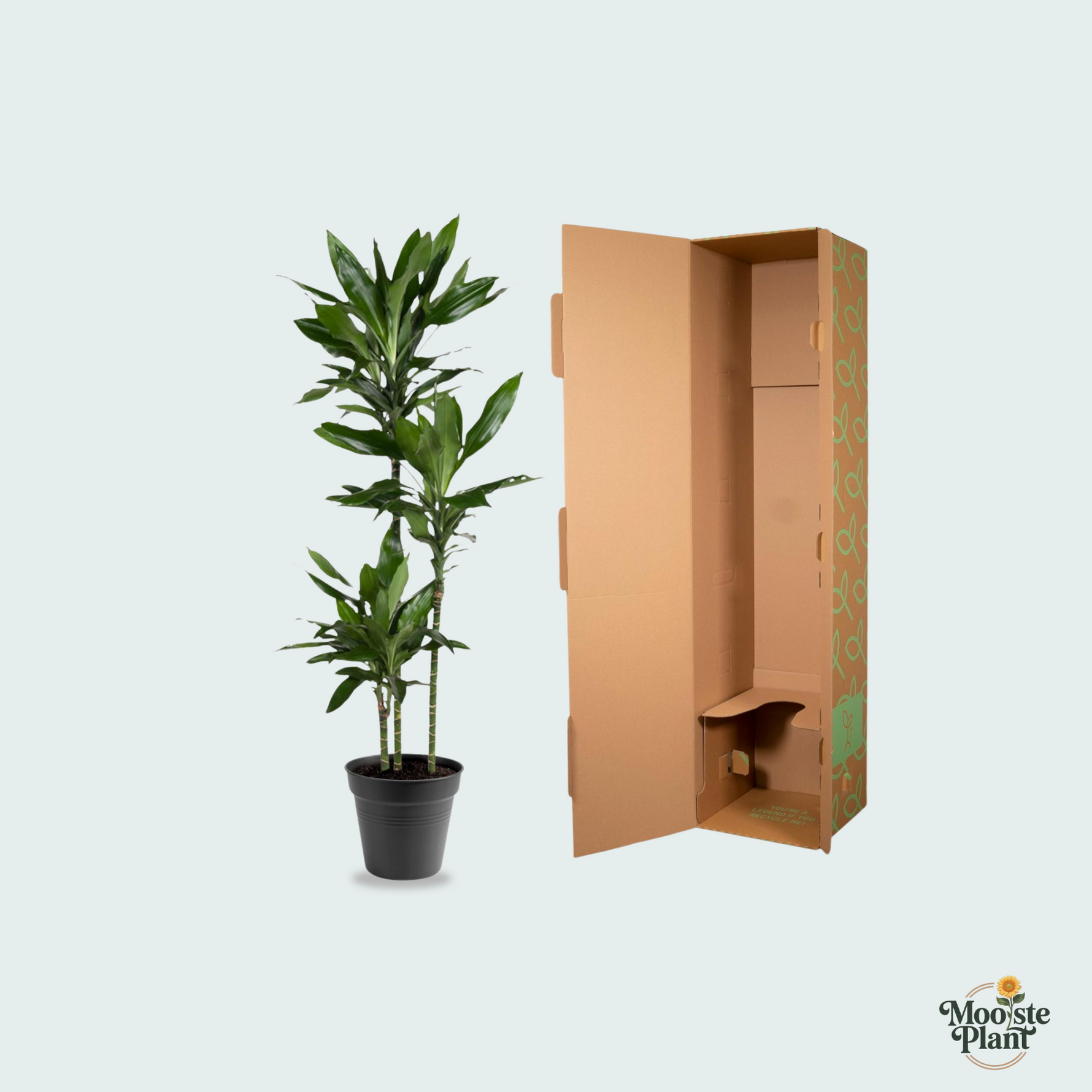 Dracaena Janet Lind kopen