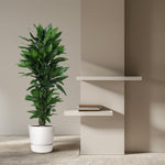  Dracaena Janet Lind kopen