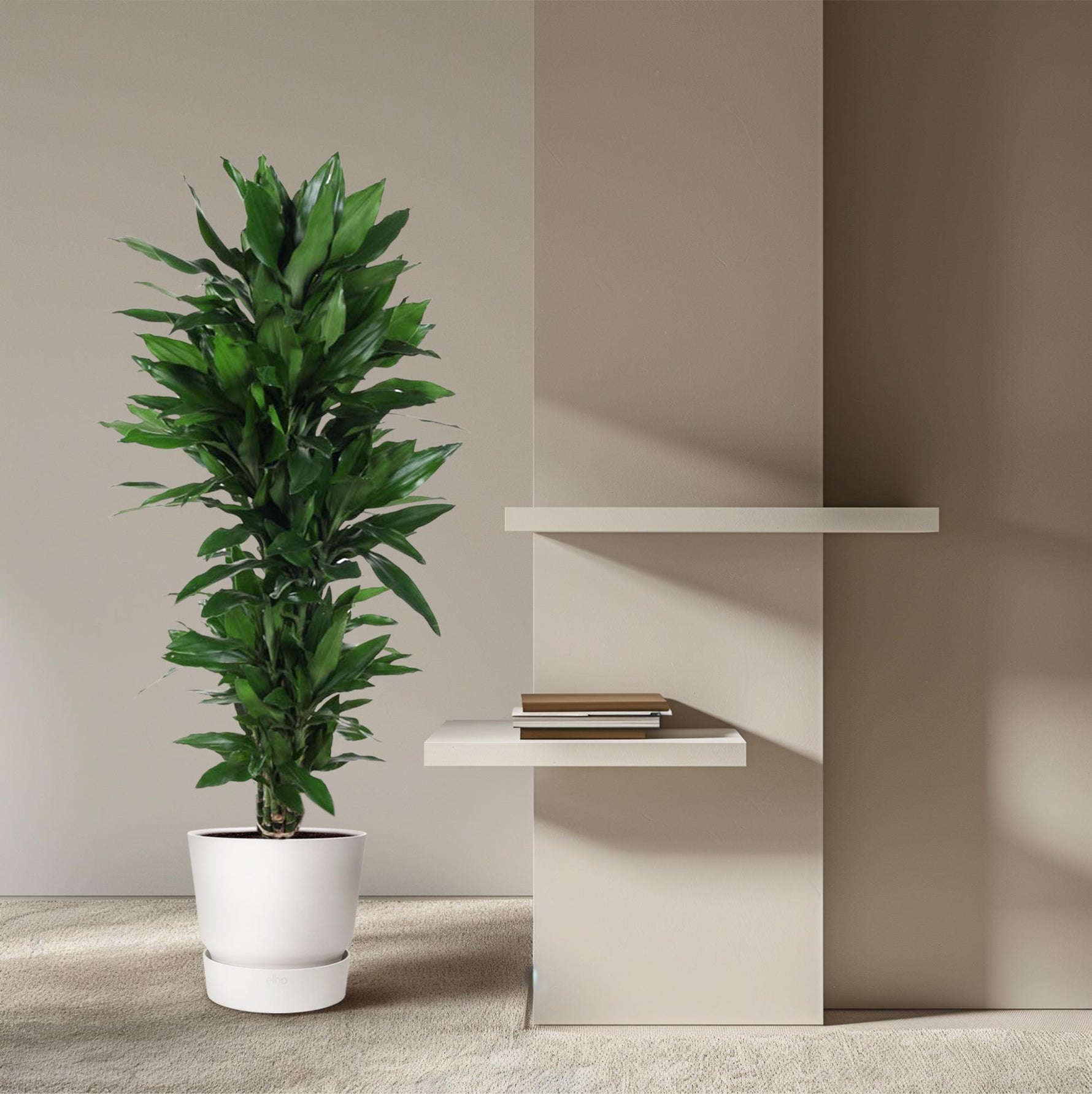  Dracaena Janet Lind kopen