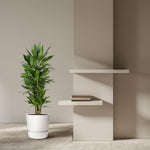 Dracaena Janet Lind kopen