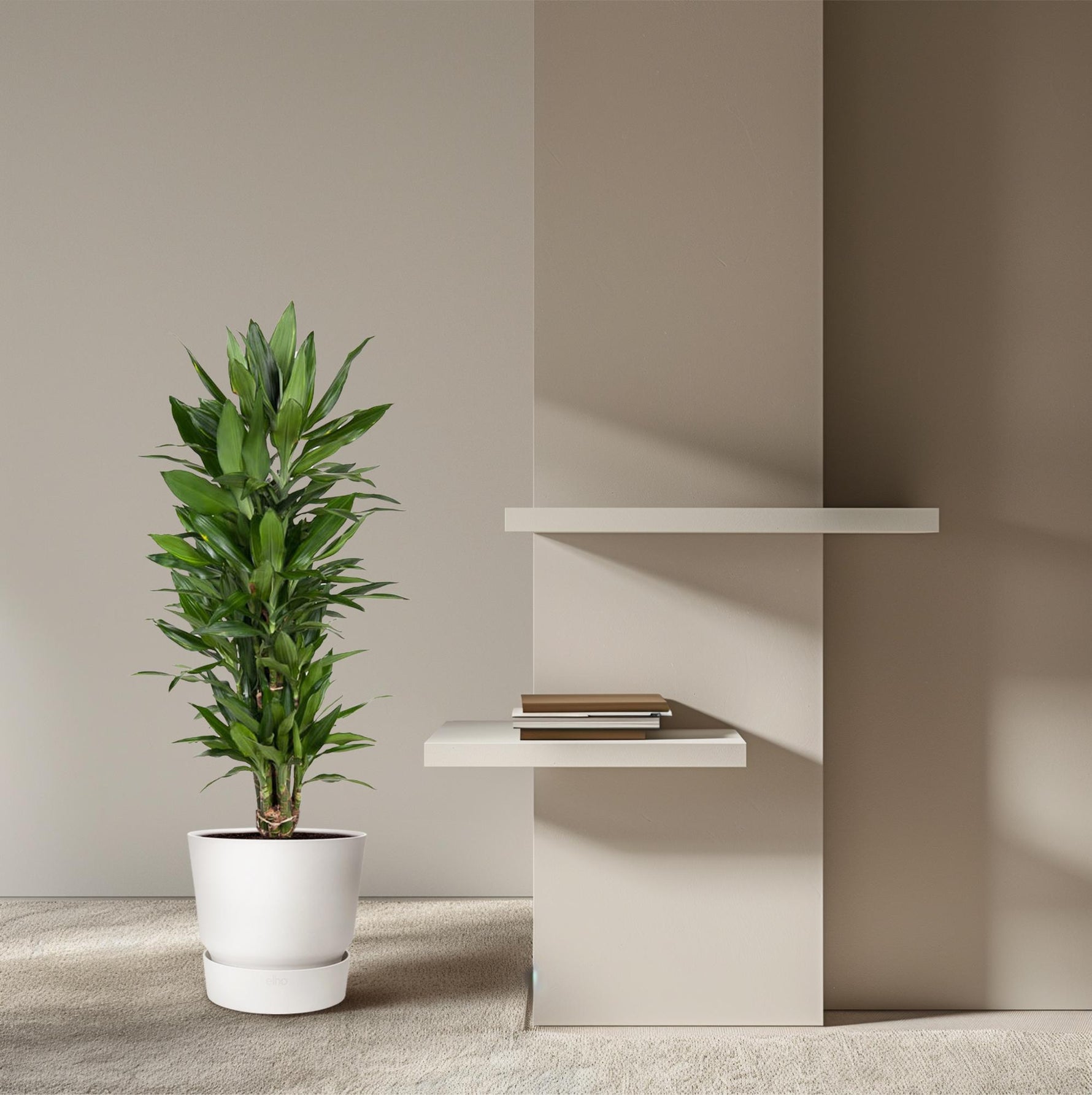 Dracaena Janet Lind kopen