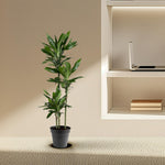 Dracaena Janet Lind kopen