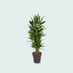 Dracaena Janet Lind kopen