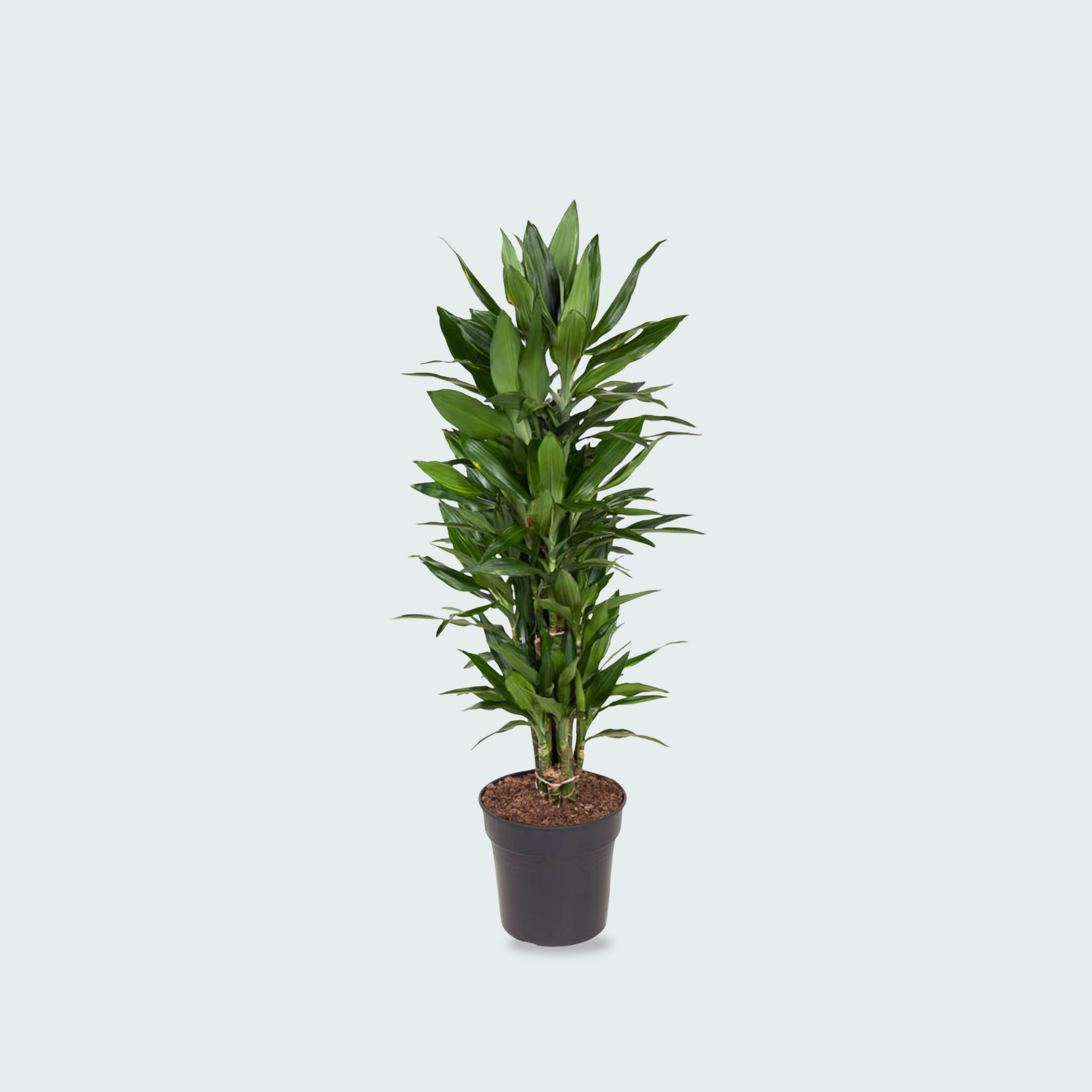 Dracaena Janet Lind kopen