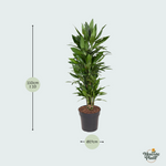 Dracaena Janet Lind kopen