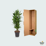 Dracaena Janet Lind kopen