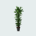 Dracaena Janet Lind 