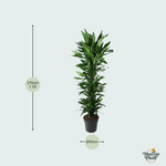 Dracaena Janet Lind kopen