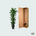 Dracaena Janet Lind kopen