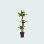 Dracaena Lemon lime kopen