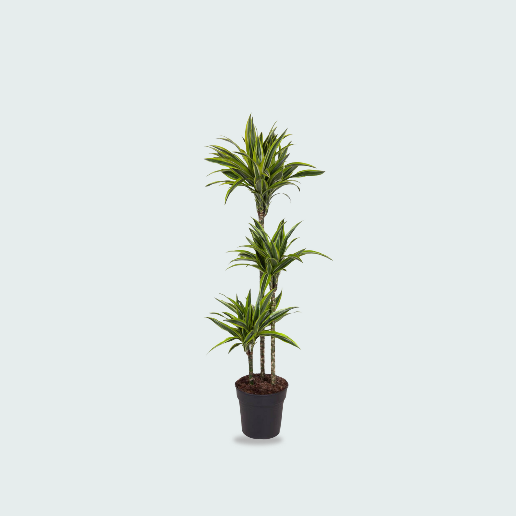 Dracaena Lemon lime kopen