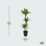 Dracaena Lemon lime kopen