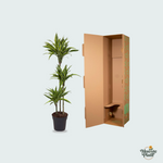 Dracaena Lemon lime kopen