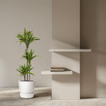 Dracaena Lemon lime kopen