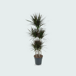 Dracaena Marginata 