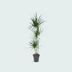 Dracaena Marginata kopen