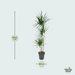 Dracaena Marginata kopen