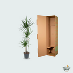 Dracaena Marginata kopen