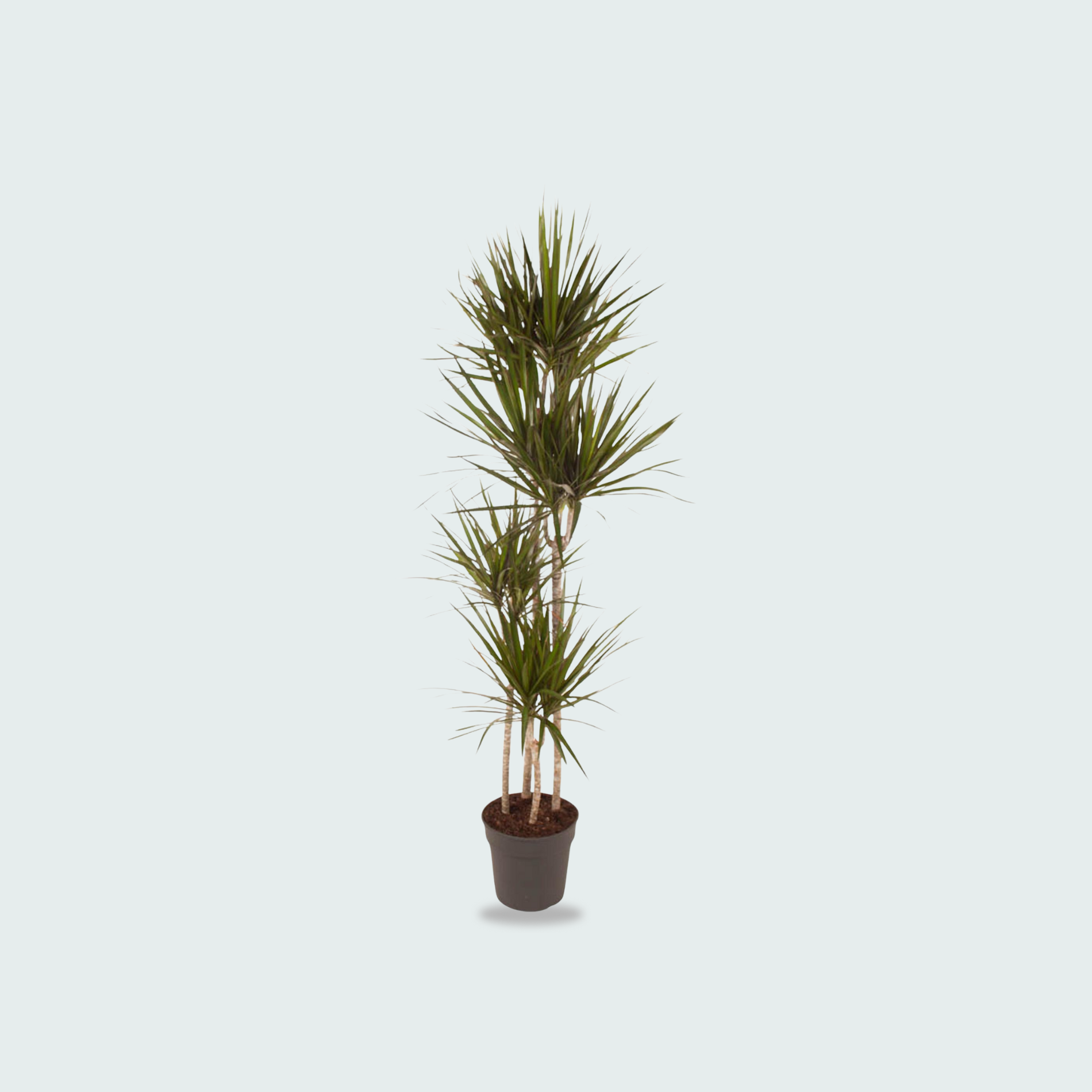 Dracaena Marginata kopen