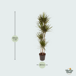 Dracaena Marginata kopen