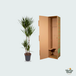 Dracaena Marginata kopen